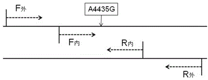 Kit for detecting regulon of Leber disease and use thereof