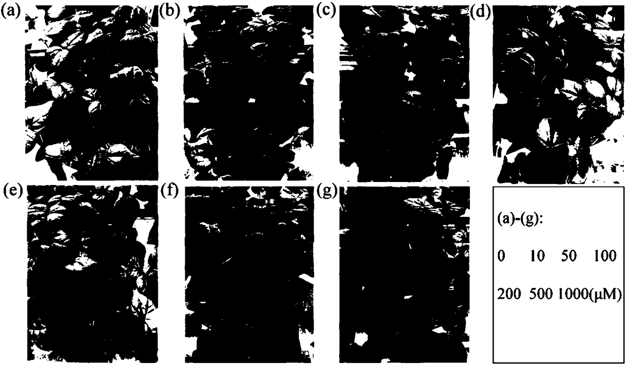 Cotton immune system activator and application thereof