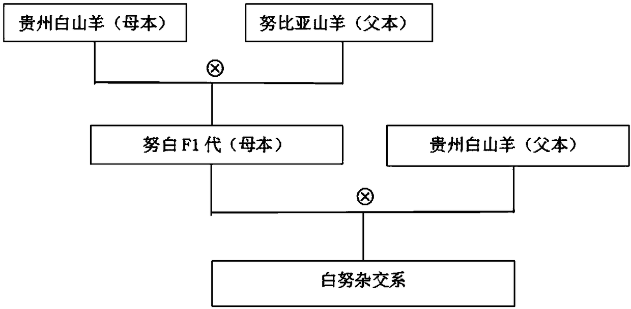 Method for cultivating hybrid new line of Guizhou white goat and Nubian goat