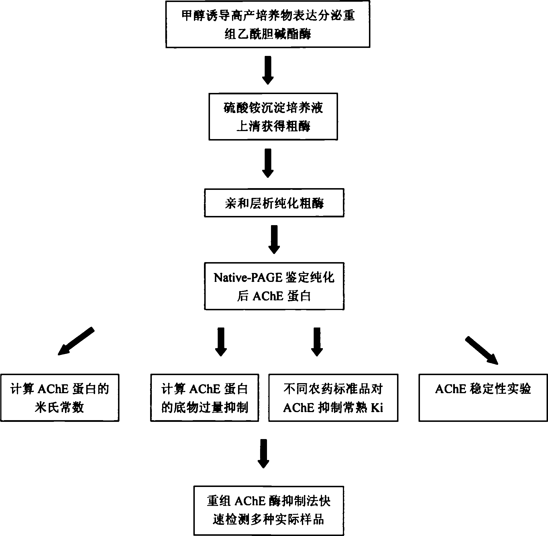 Recombinat acetylcholinesterase and its prepn process and usage in detecting presticide residue