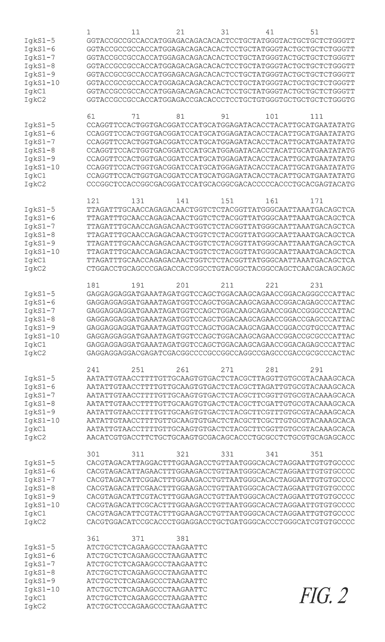 Expression system for modulating an immune response