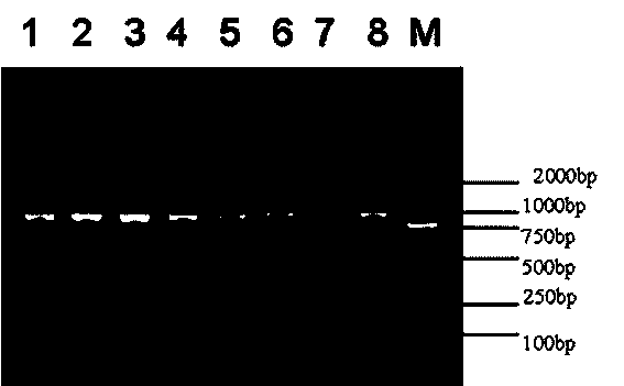 Thyroid hormone receptor (TR) alpha gene serving as goat growth trait genetic marker and application