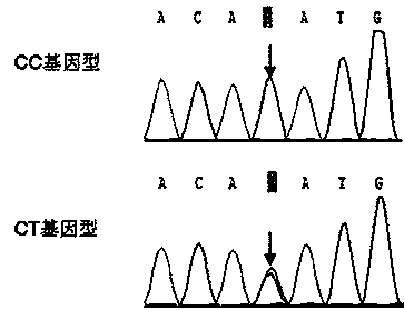 Thyroid hormone receptor (TR) alpha gene serving as goat growth trait genetic marker and application