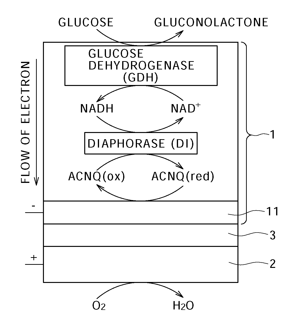 Fuel cell, manufacturing method thereof, electronic apparatus, enzyme-immobilized electrode, manufacturing method thereof, water-repellent agent, and enzyme immobilizing material