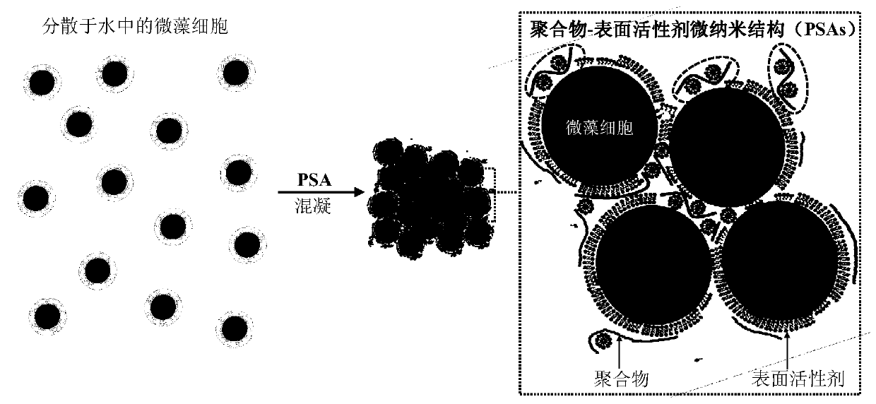 Algae Concentration and Harvesting Method Based on Polymer-Surfactant Binary Micro-Nano Structure