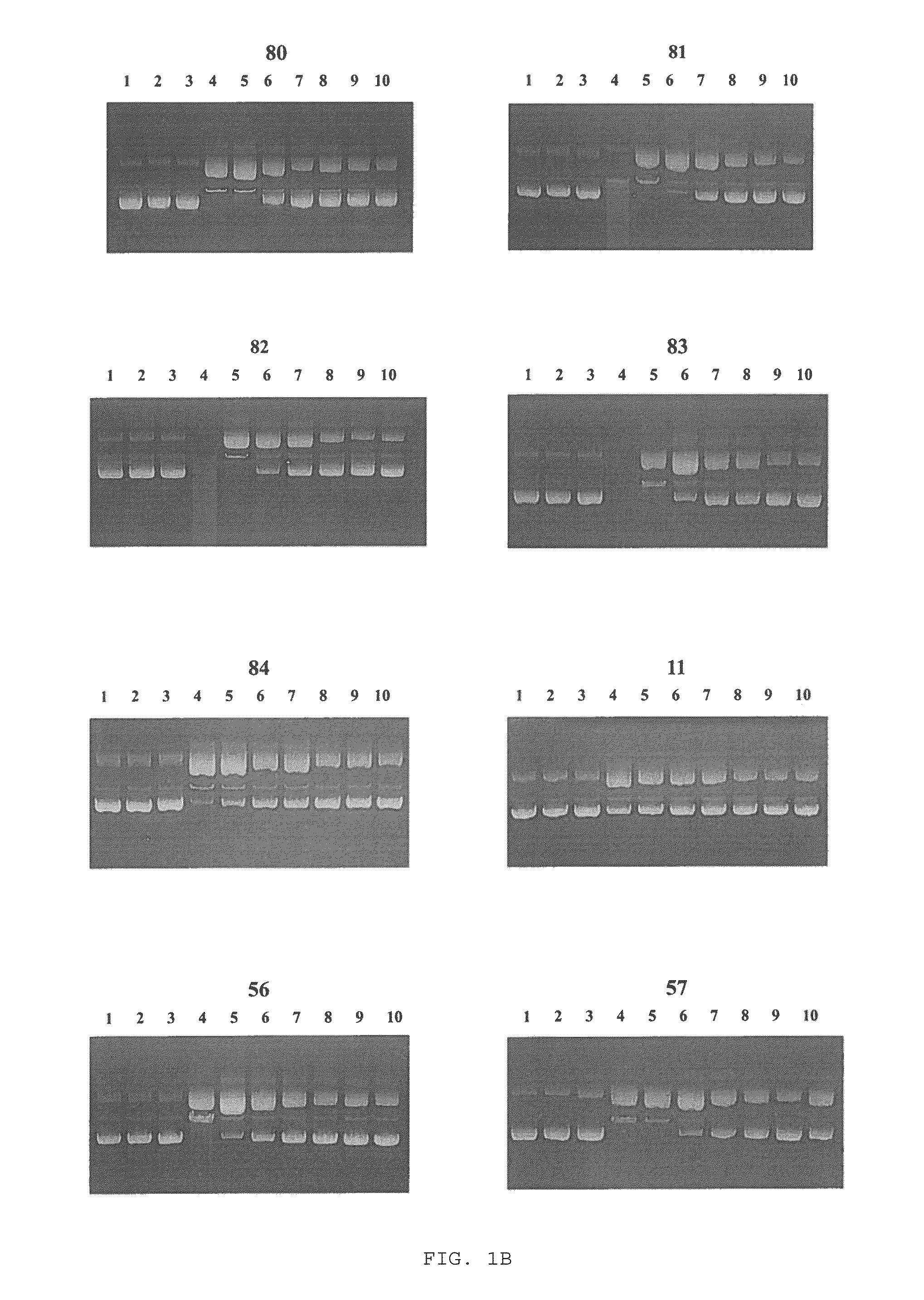 Harmine derivatives, intermediates used in their preparations, preparation processes and use thereof