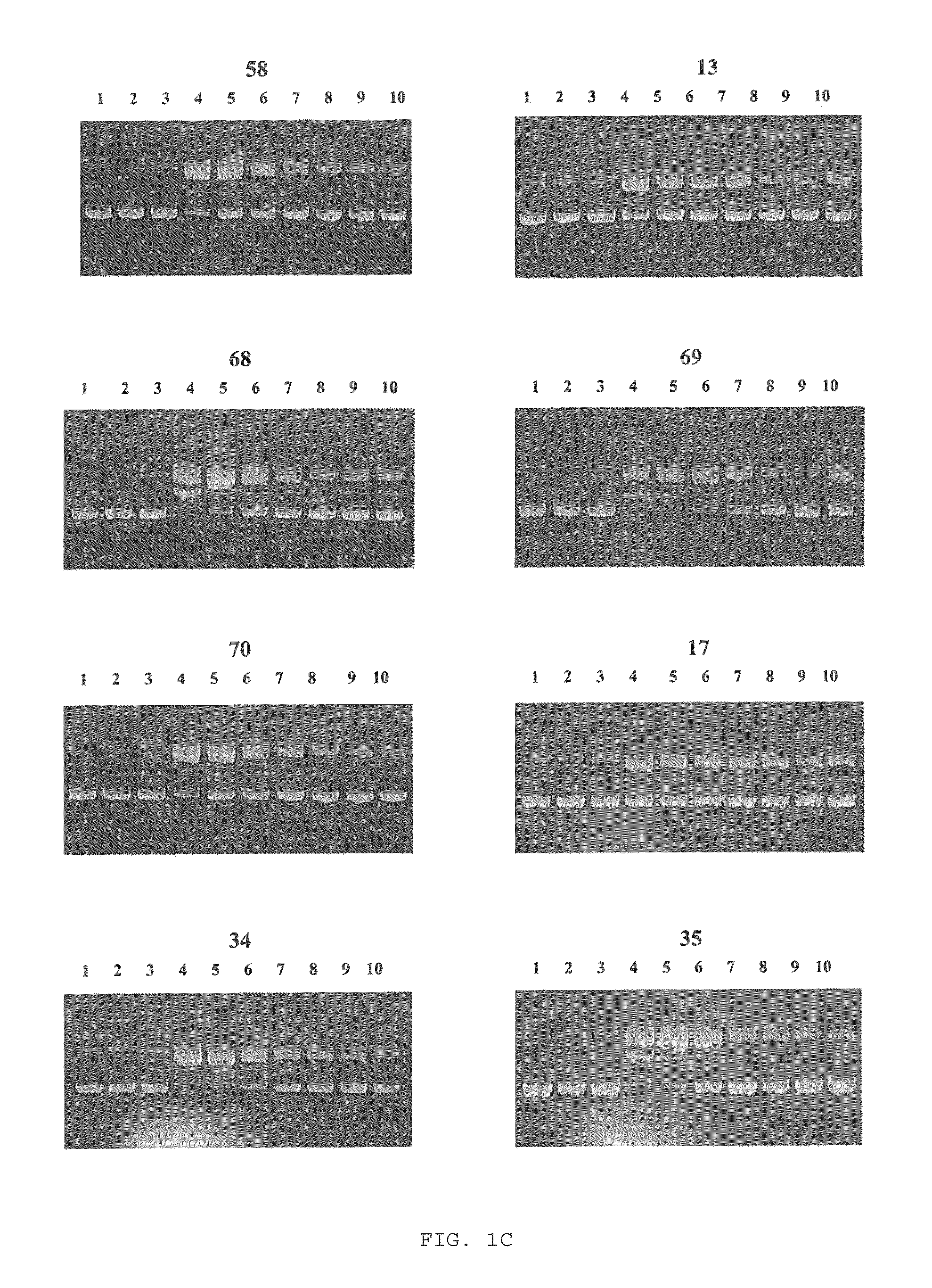 Harmine derivatives, intermediates used in their preparations, preparation processes and use thereof