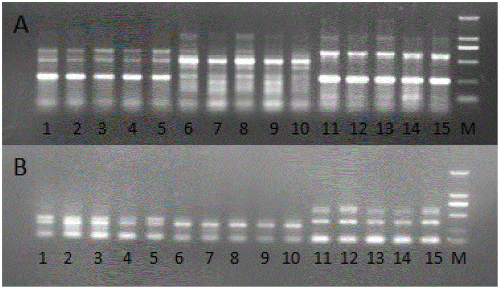 Method for quickly and accurately identifying northern snakehead, Taiwan snakehead and hybrid snakehead