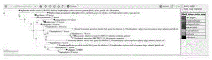 Novel ribulose diphosphate carboxylase large-subunit gene derived from pavloca viridis