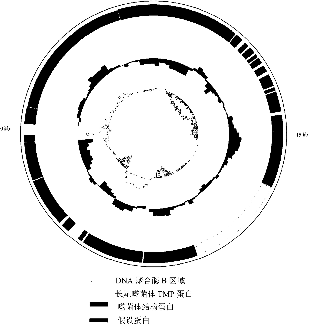 Siphoviridae as well as obtaining method and application thereof