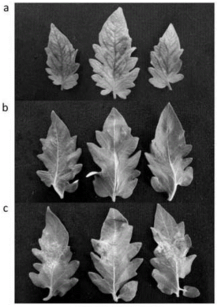 Late blight resistance-related proteins and their related biomaterials and applications