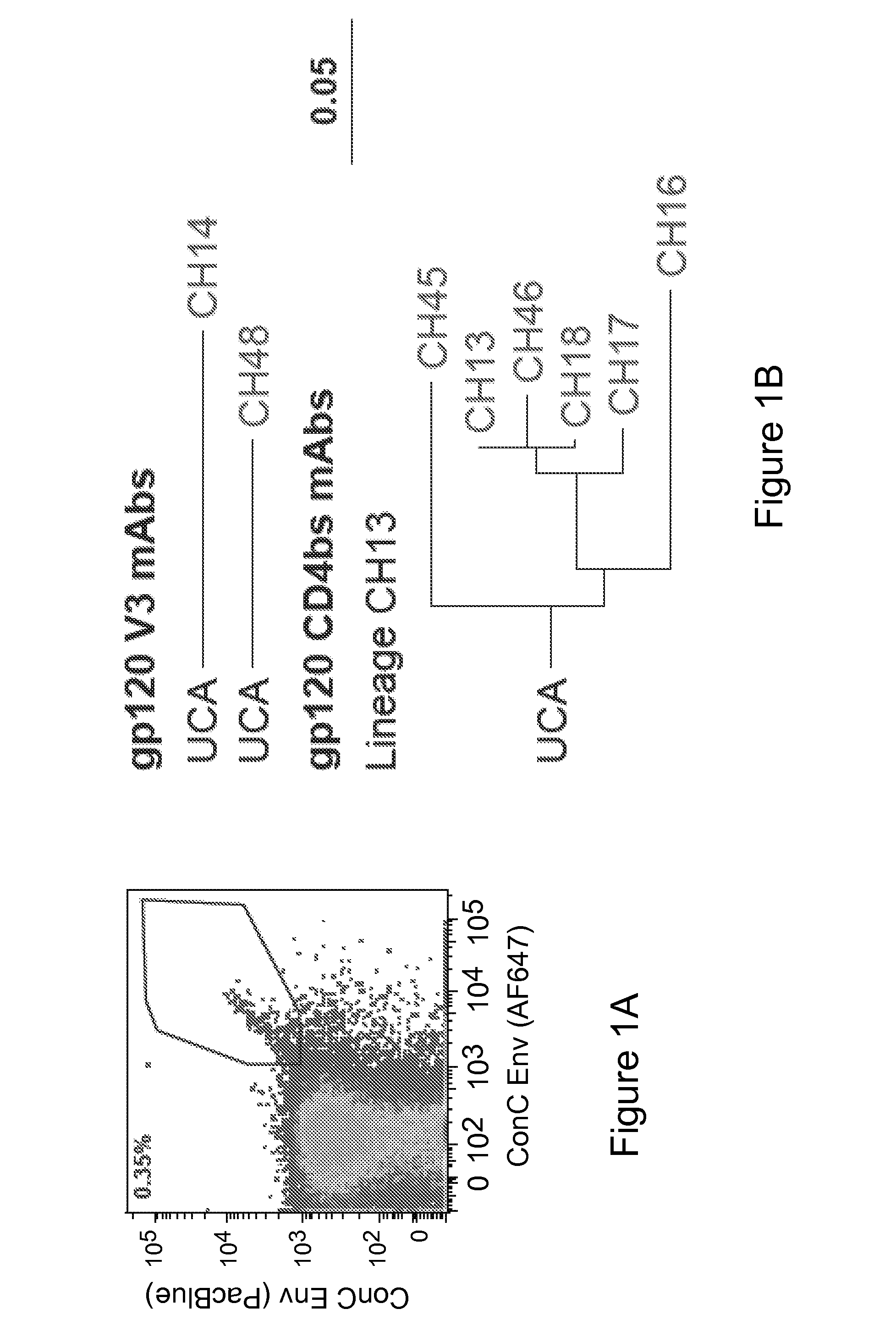 Human monoclonal antibodies