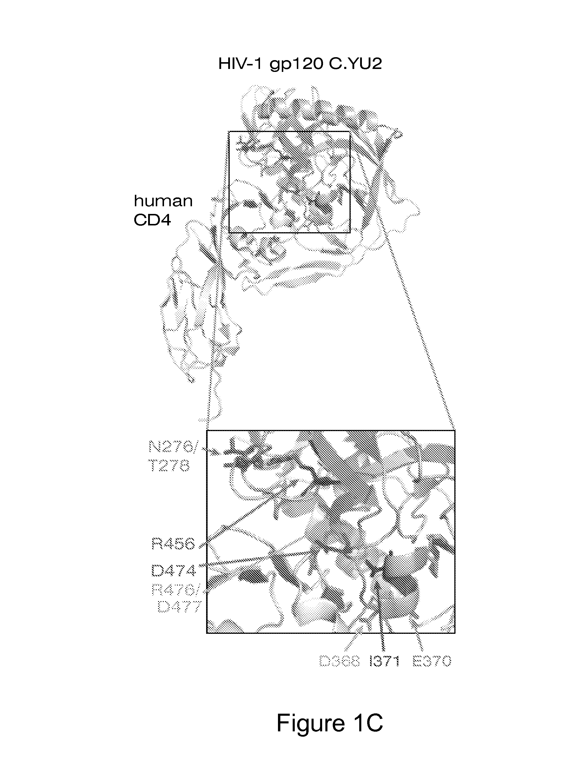 Human monoclonal antibodies