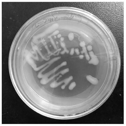 Saccharomycetes strain and application in cassava fermentation