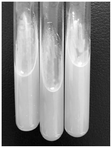 Saccharomycetes strain and application in cassava fermentation