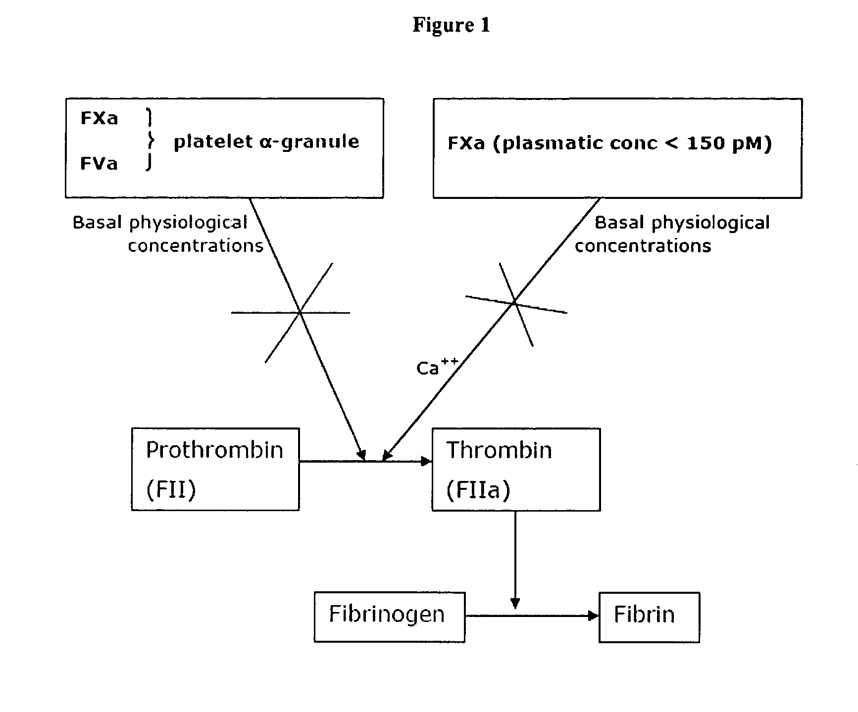 Stimulators of Factor X activated (FXa) as new topical antihemorrhagic agents