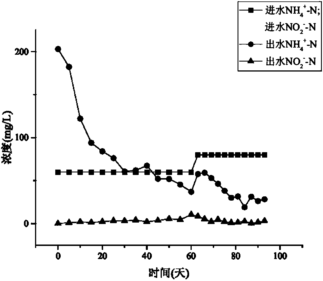 Composite biological filler for promoting rapid start-up and stable operation of anaerobic ammonium oxidation and preparation method and application thereof