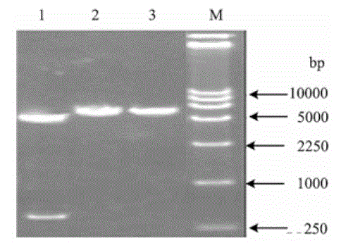 High adhesion clostridium butyricum and its preparation method