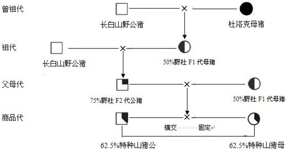 A kind of breeding method of special wild boar breeding pig