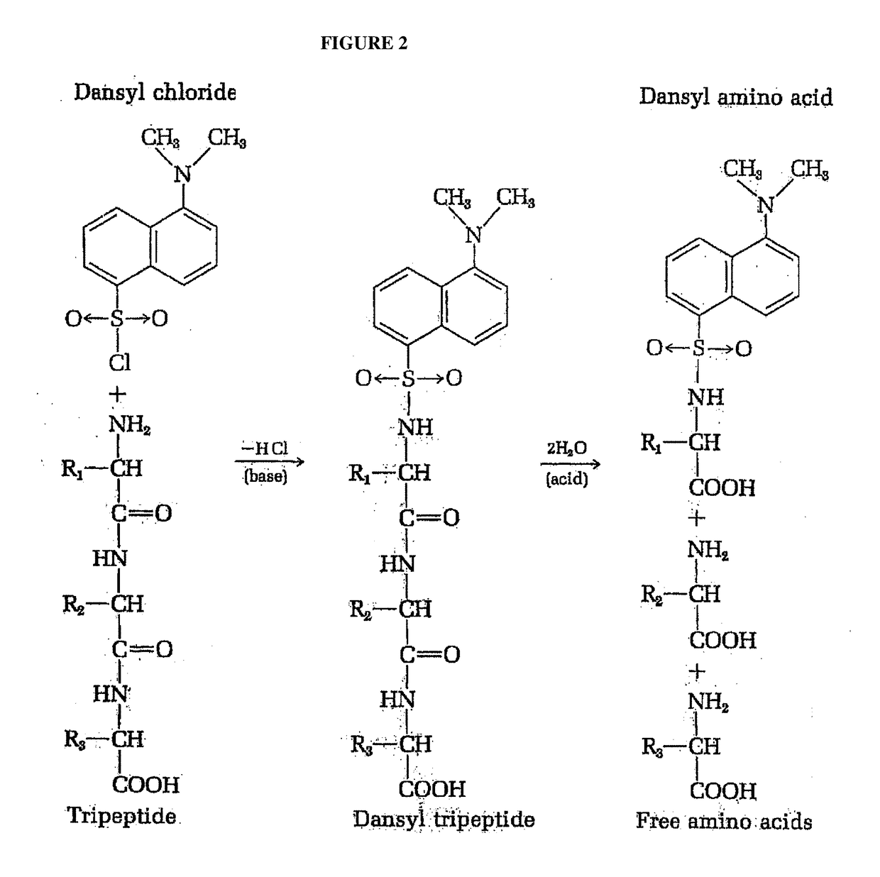 Identifying peptides at the single molecule level