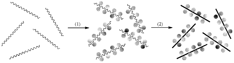 Method for preparing graphene aqueous solution by using water soluble coronene derivative as solubilizer