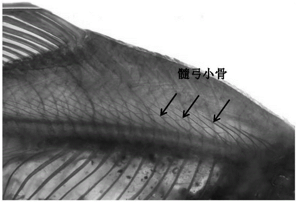 Method for dyeing intermuscular bones of adult megalobrama amblycephala and application of method