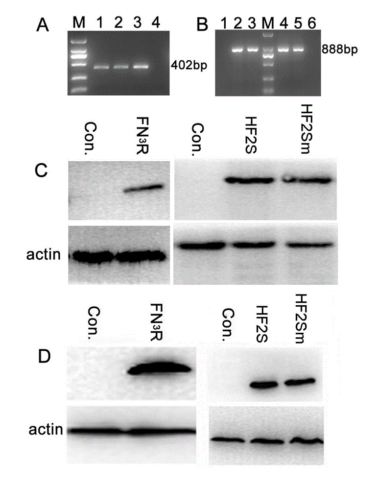 System and method for enabling the cell apoptosis of chronic myeloid leukaemia