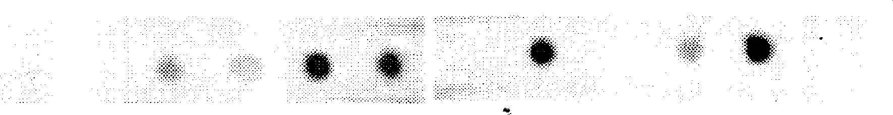 Pear virus hybridization detection kit and detection method thereof