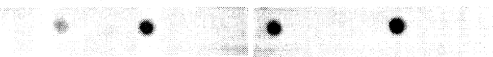 Pear virus hybridization detection kit and detection method thereof