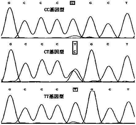 Method for quickly detecting polymorphism of cattle APOA2 gene and application thereof