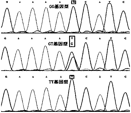 Method for quickly detecting polymorphism of cattle APOA2 gene and application thereof