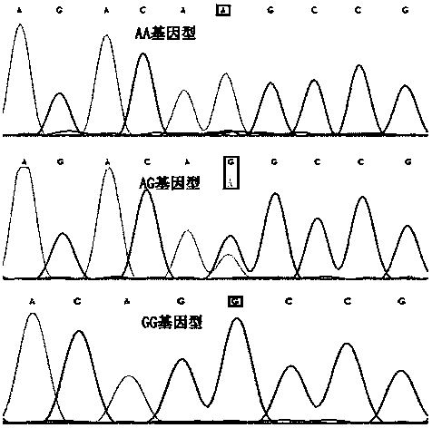 Method for quickly detecting polymorphism of cattle APOA2 gene and application thereof