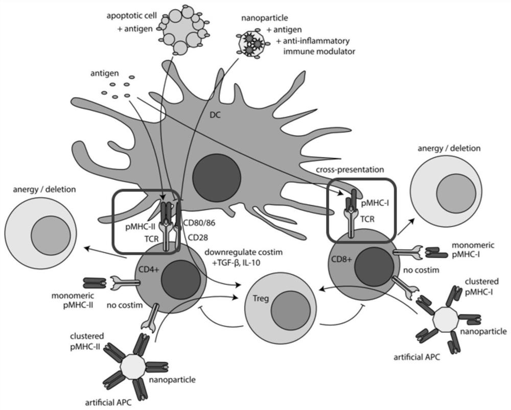 Dual-targeted nanomedicine for customized T-cell epitope vaccine, preparation method and application thereof