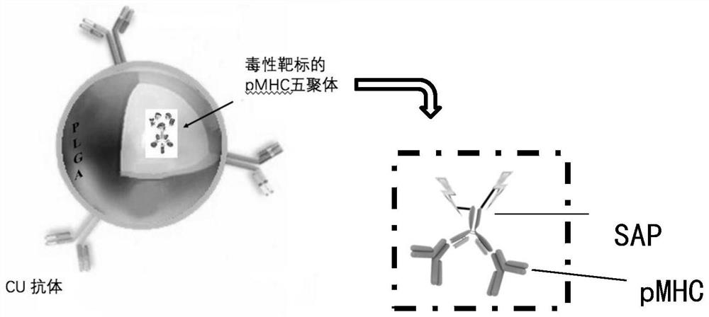 Dual-targeted nanomedicine for customized T-cell epitope vaccine, preparation method and application thereof