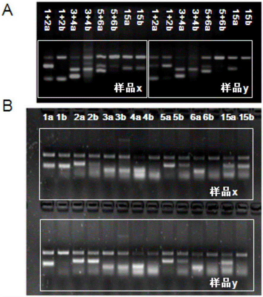 Multi-PCR (polymerase chain reaction) detection method and reagent kit for blood types of human blood platelets