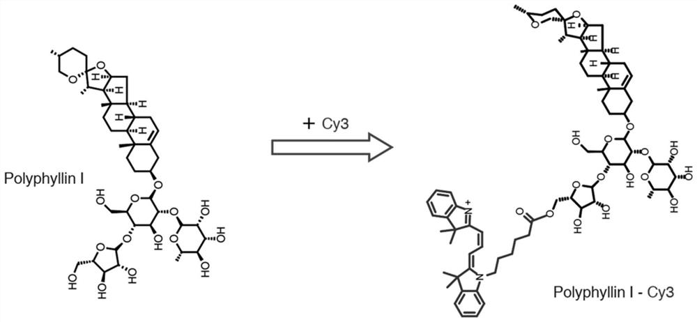 Application of polyphyllin I in lysosome detection