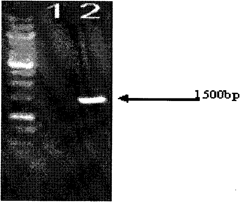 Method for producing norvancomycin