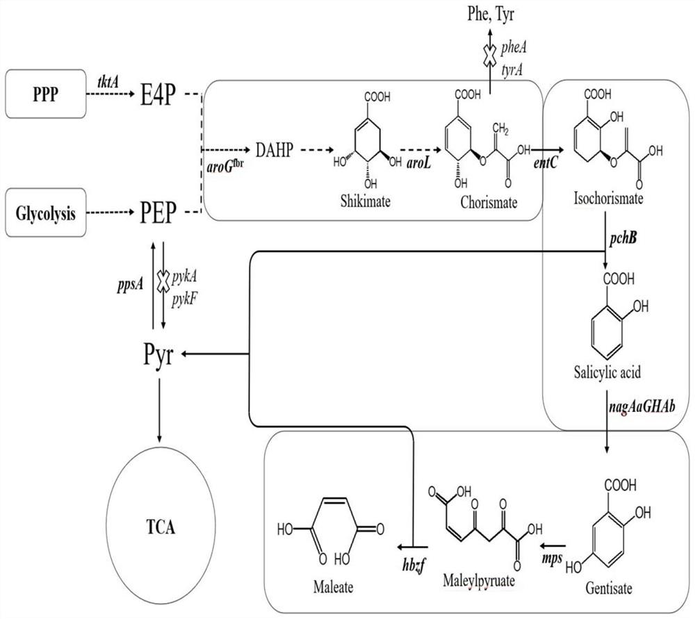 Engineering bacteria for producing maleic acid, and construction method and applications thereof