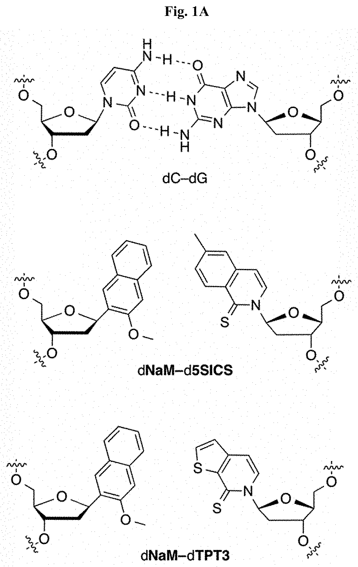 Novel nucleoside triphosphate transporter and uses thereof