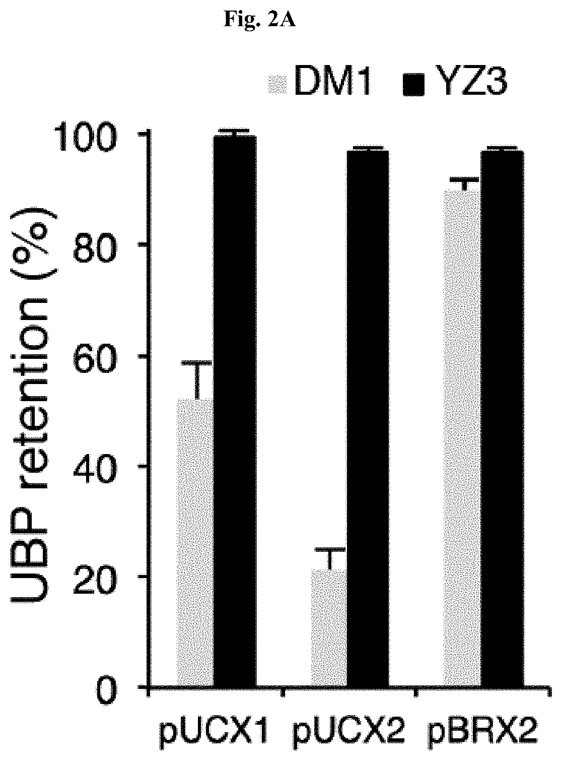 Novel nucleoside triphosphate transporter and uses thereof