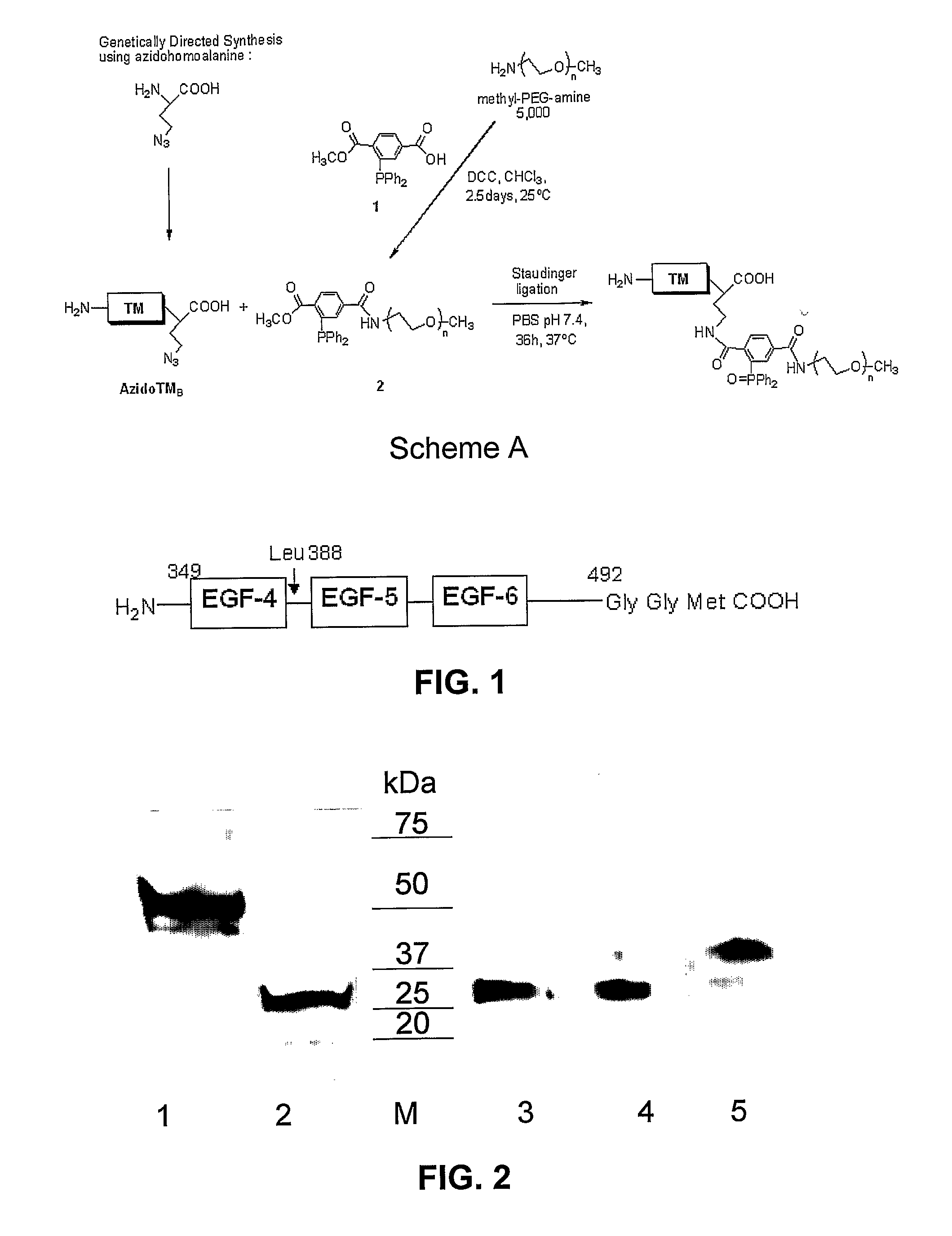 Thrombomodulin derivatives and conjugates