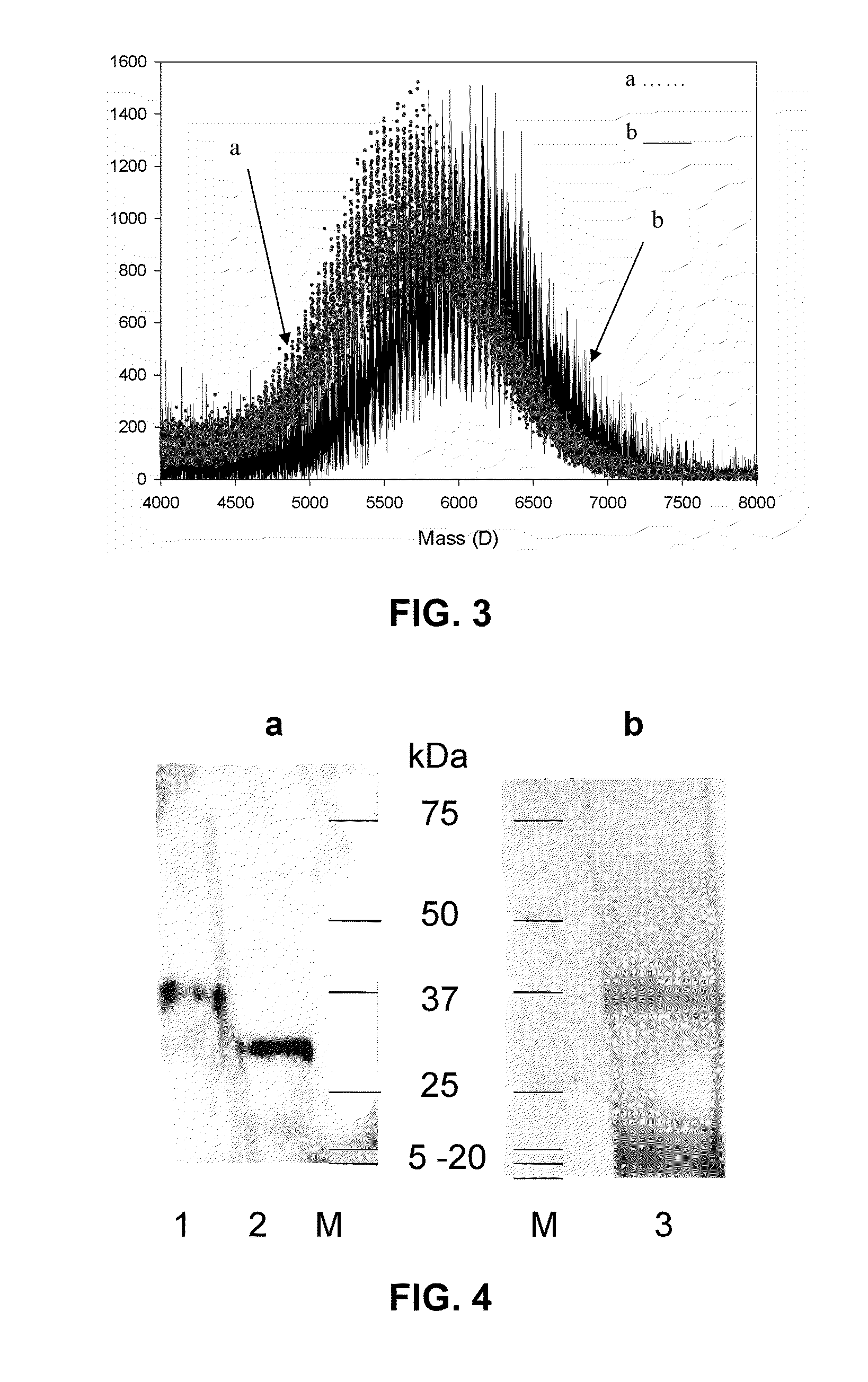 Thrombomodulin derivatives and conjugates