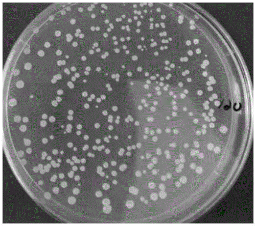 Compound bacterium agent for preventing and treating bacterial diseases of tobacco