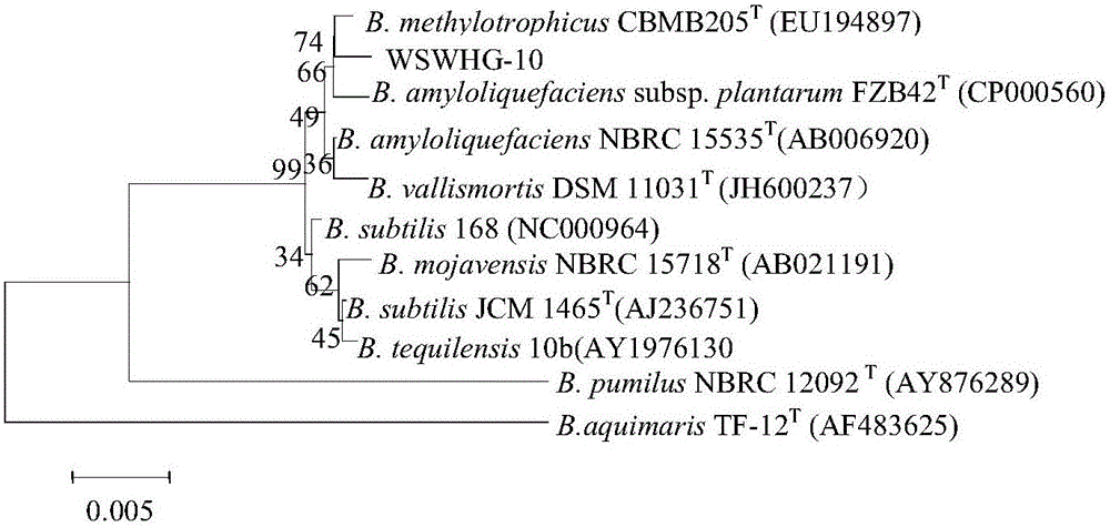 Compound bacterium agent for preventing and treating bacterial diseases of tobacco