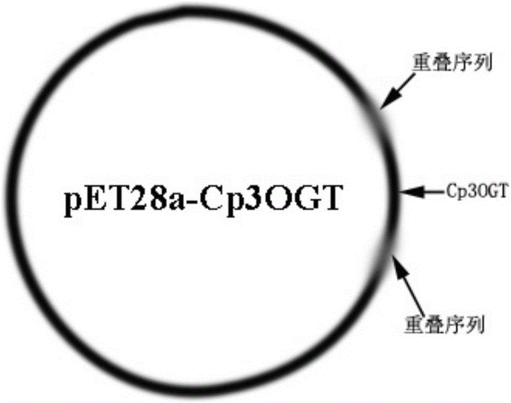 Hawthorn fruit cyanidin-3-hydroxyl glycosyl transferase and encoding genes and application thereof