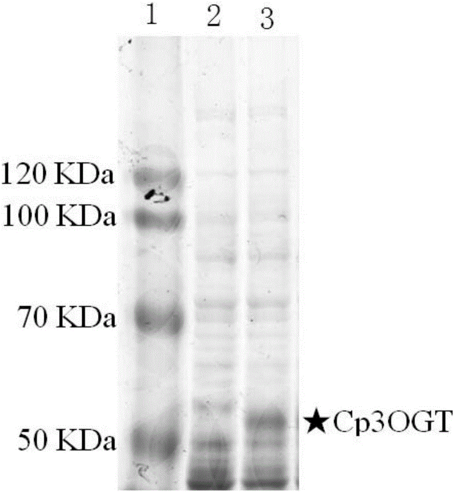 Hawthorn fruit cyanidin-3-hydroxyl glycosyl transferase and encoding genes and application thereof