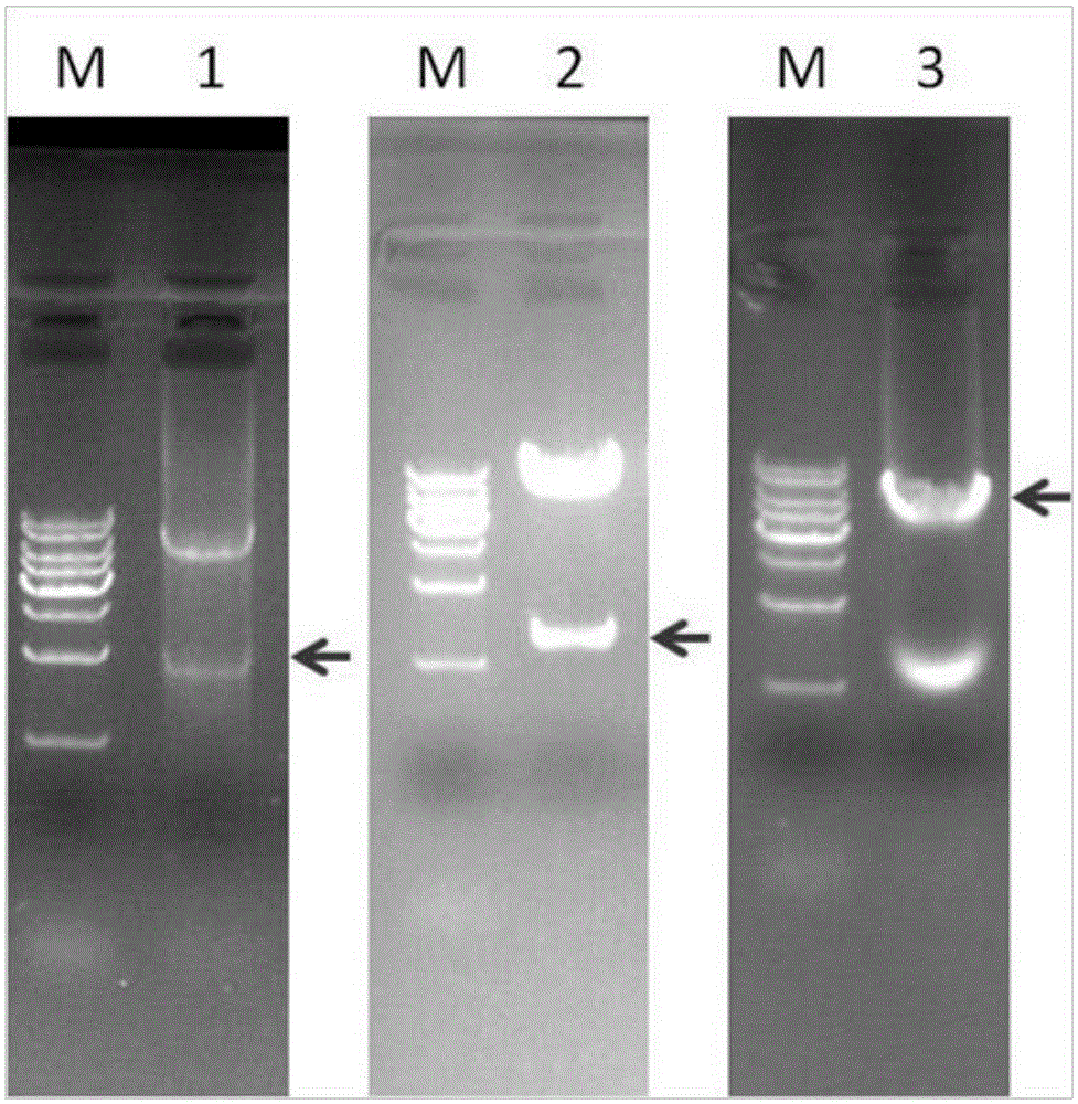 Establishing method of logic and gate gene circuit for detecting bladder cancer