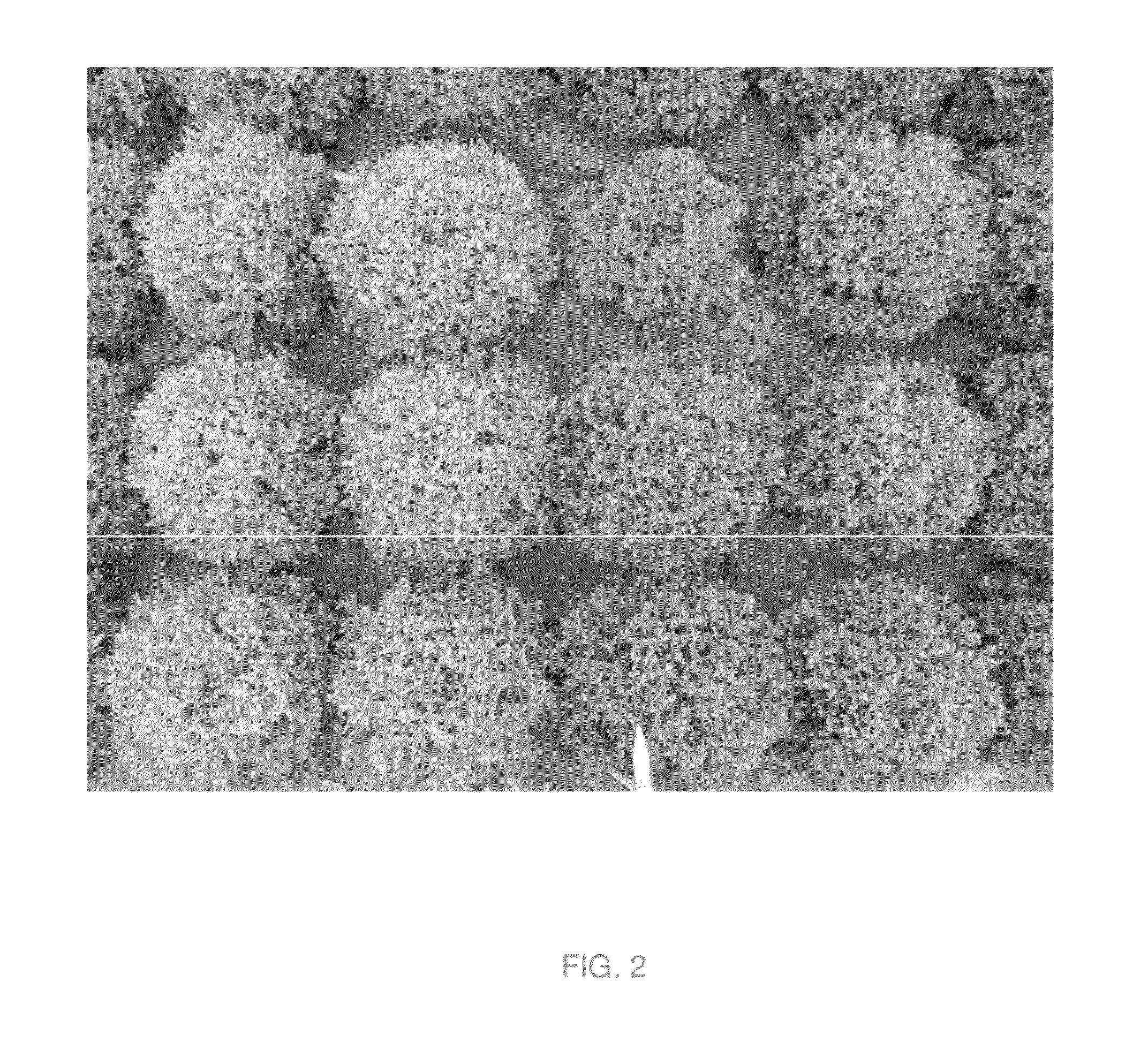 Lettuce variety 79-41 RZ