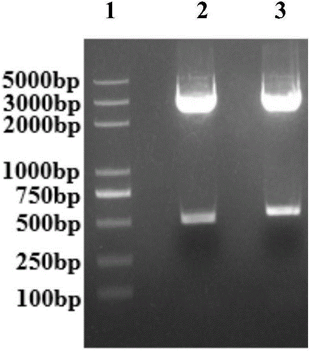 Genetically engineered antibody of anti-rabies virus as well as preparation method and application of genetically engineered antibody