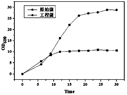 Genetically engineered bacterium for co-production of 1, 3-propylene glycol and polyhydroxybutyrate as well as construction method and application thereof